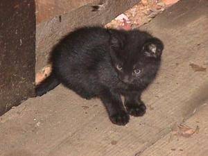 Hunter - Oriental Shorthair (2 mois)