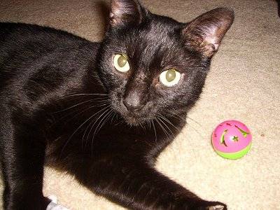 Hunter - Oriental Shorthair (1 an)