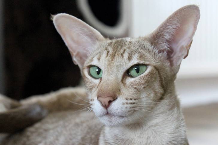 Oriental - Oriental Shorthair