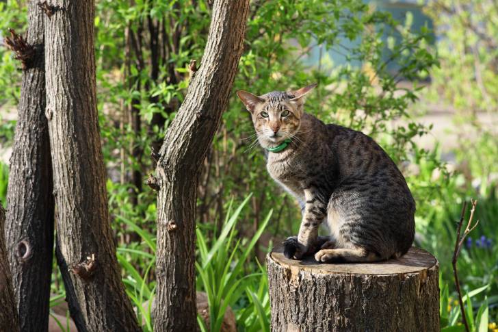 Photo Oriental Shorthair
