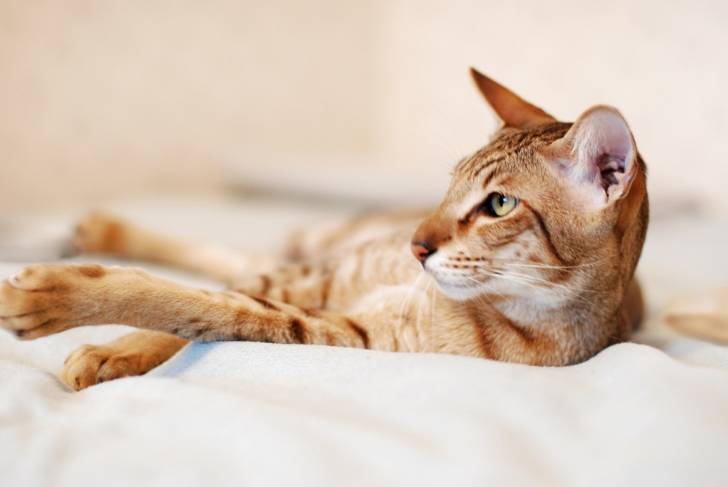 Photo Oriental Shorthair
