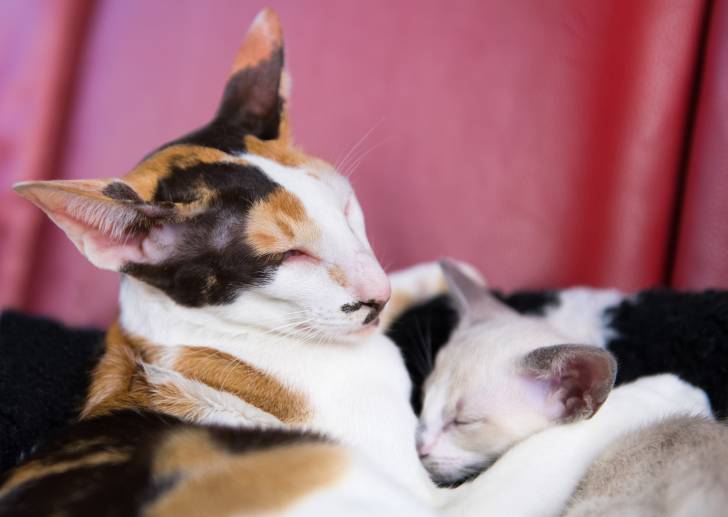 Photo Oriental Shorthair