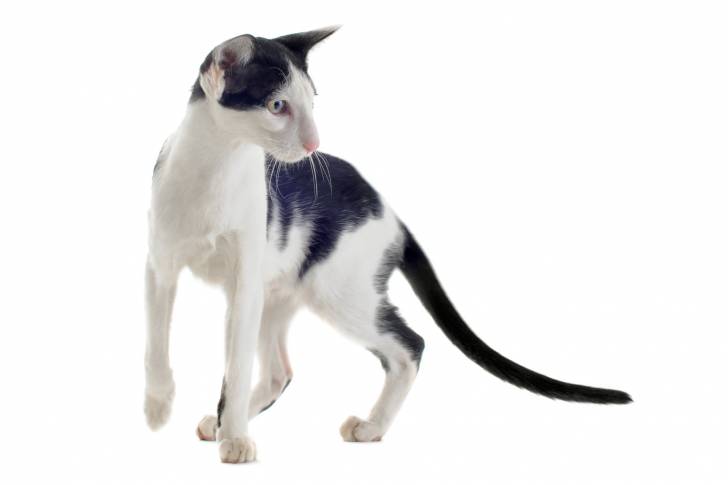 Photo Oriental Shorthair