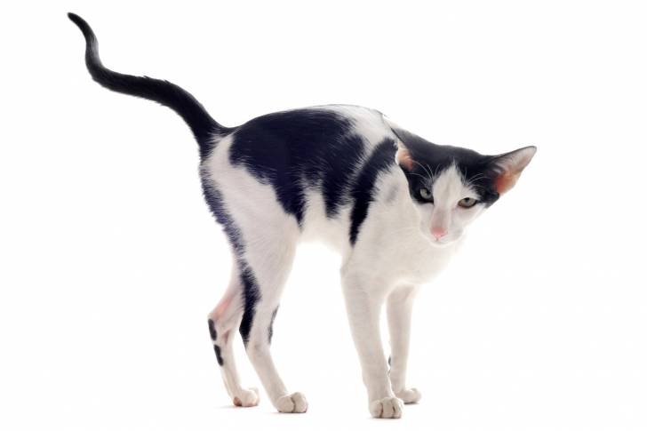Photo Oriental Shorthair