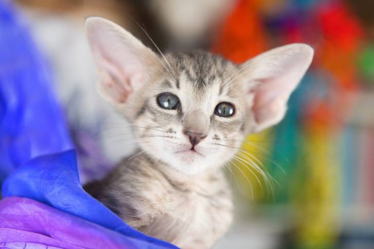Photo Oriental Shorthair