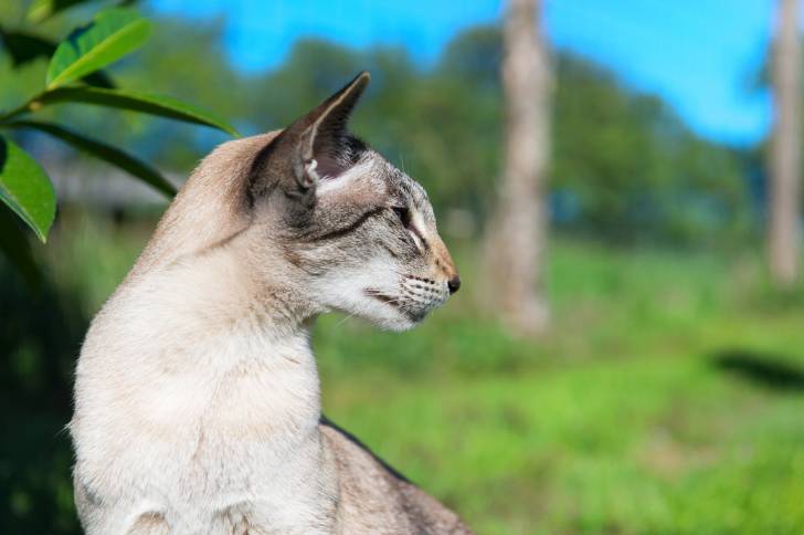 Photo Oriental Shorthair