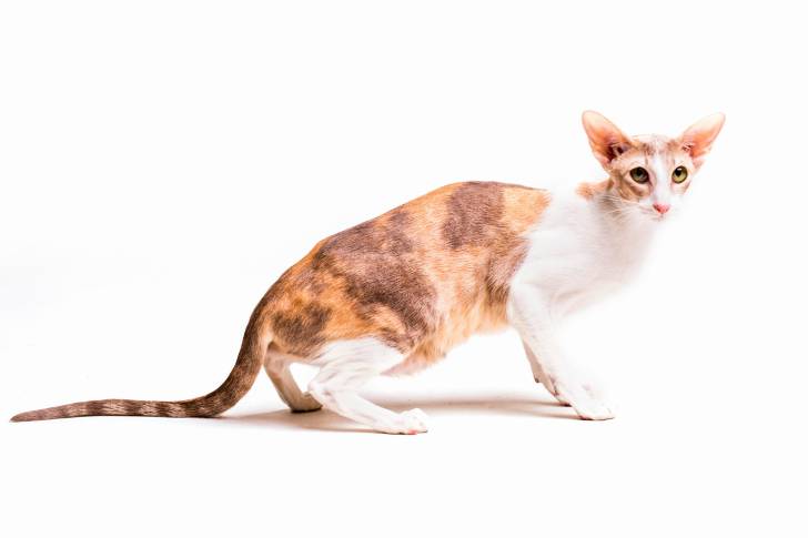 Photo Oriental Shorthair