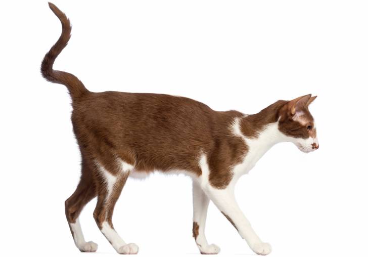 Photo Oriental Shorthair
