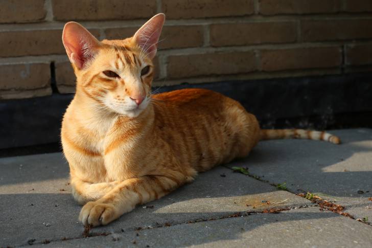Photo Oriental Shorthair