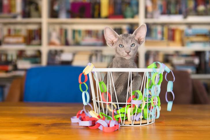 Photo Oriental Shorthair