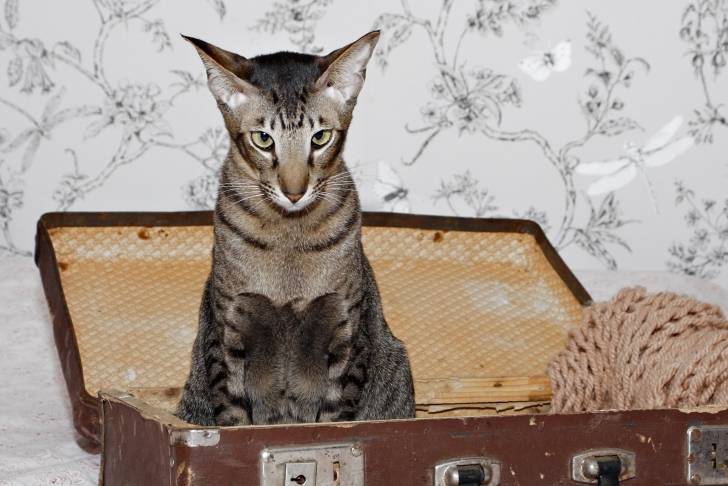 Photo Oriental Shorthair