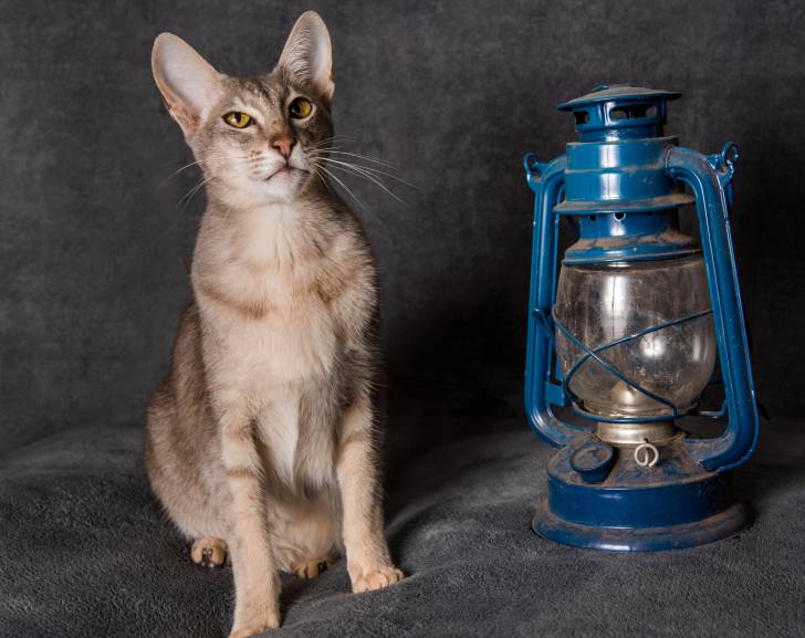 Photo Oriental Shorthair
