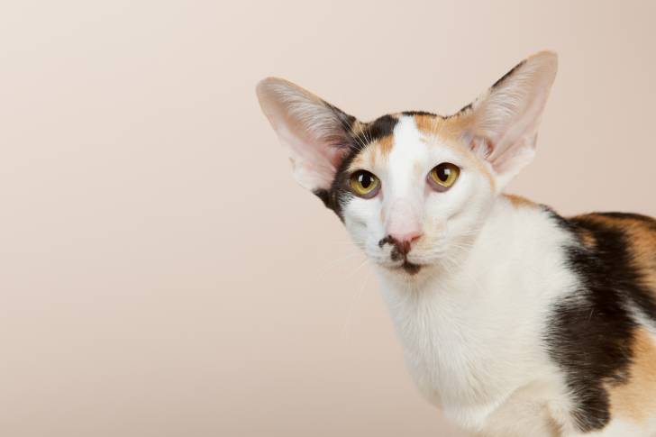Photo Oriental Shorthair