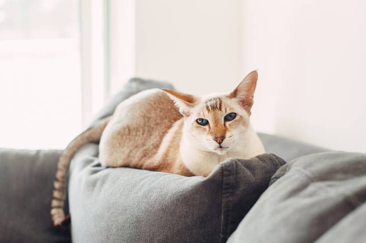 Photo Oriental Shorthair