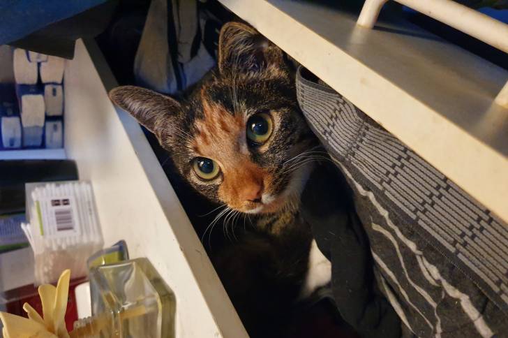 Photo Oriental Shorthair