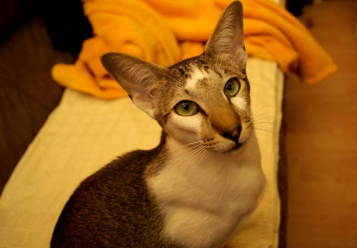 Photo Oriental Shorthair