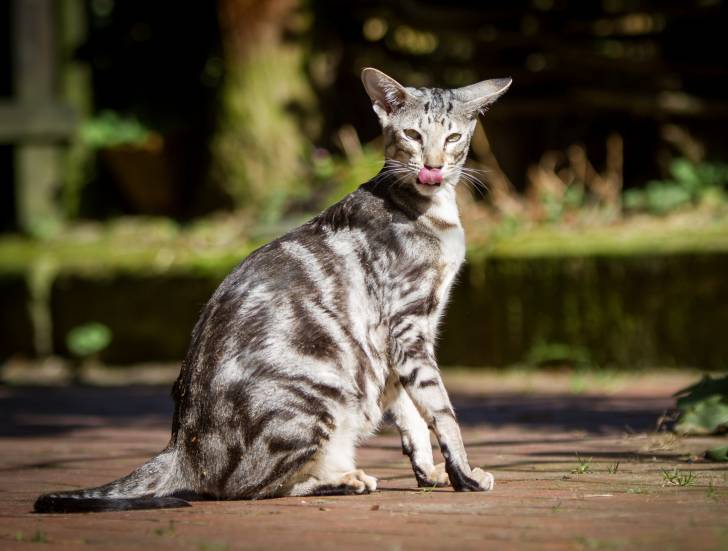 Photo Oriental Shorthair