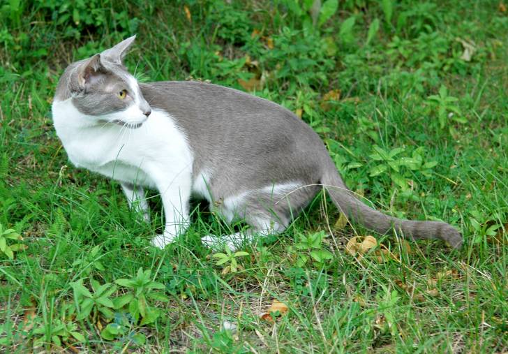 Photo Oriental Shorthair
