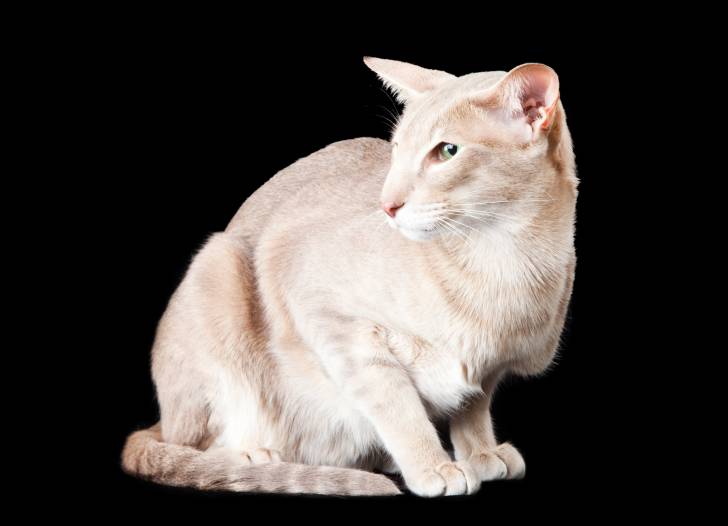 Photo Oriental Shorthair