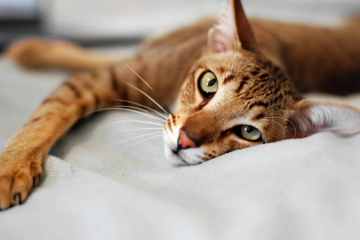 Photo Oriental Shorthair