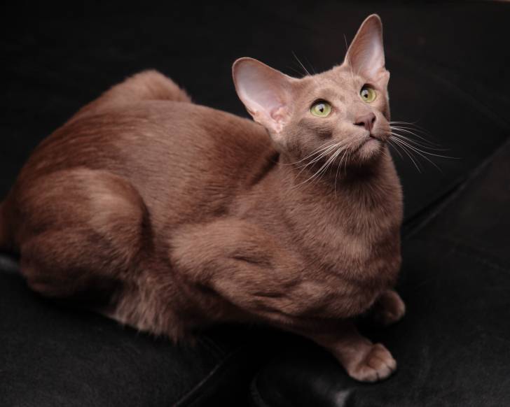 Un Oriental Shorthair couleur cinnamon et aux yeux verts