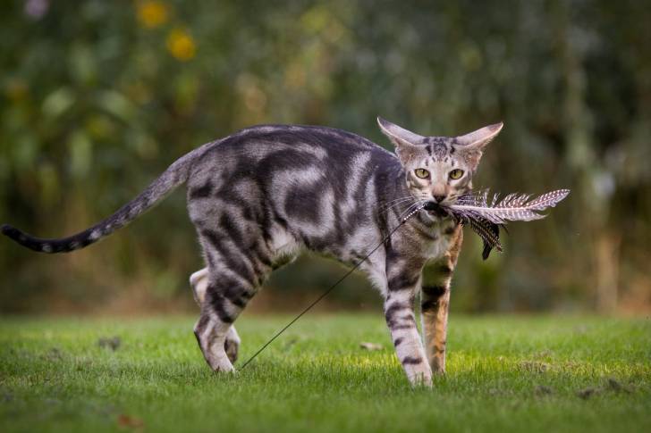 Photo Oriental Shorthair