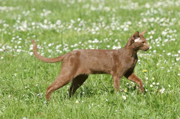 Un beau chat Oriental Shorthair brun dans un jardin