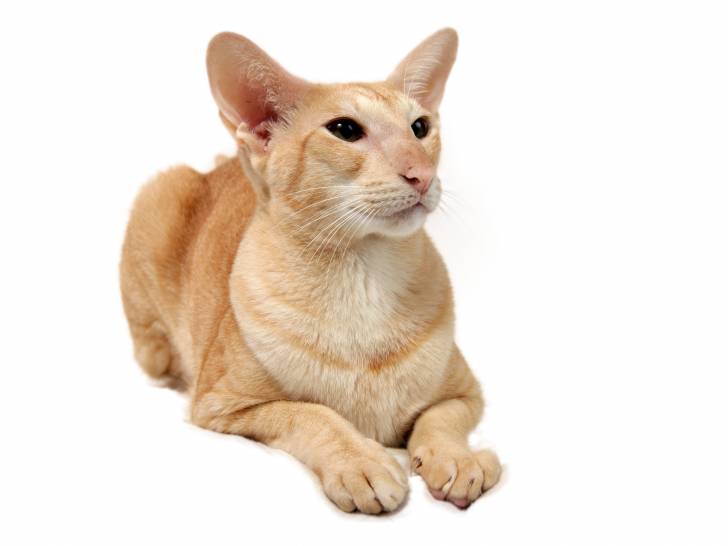 Photo Oriental Shorthair