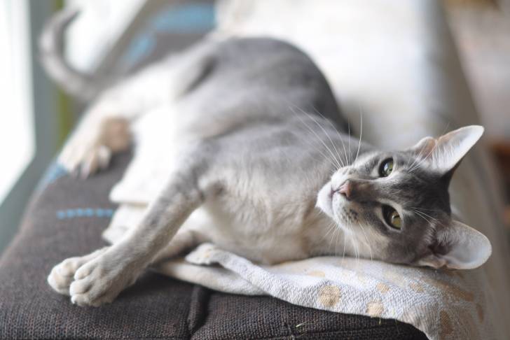 Un Oriental Shorthair allongé sur un canapé