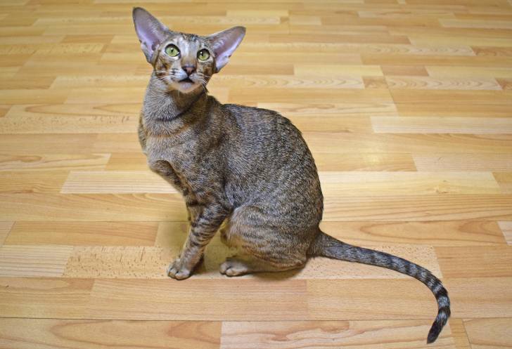 Photo Oriental Shorthair