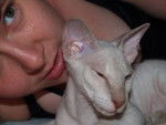 peterbald Hetia des Alsas Eléandre - Peterbald