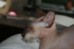 Peterbald - Peterbald