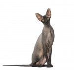 Photo Peterbald