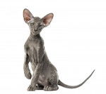 Photo Peterbald