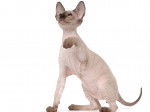Photo Peterbald