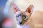 Photo Peterbald