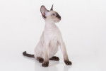 Photo Peterbald