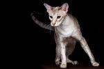 Photo Peterbald