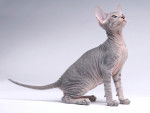 Photo Peterbald