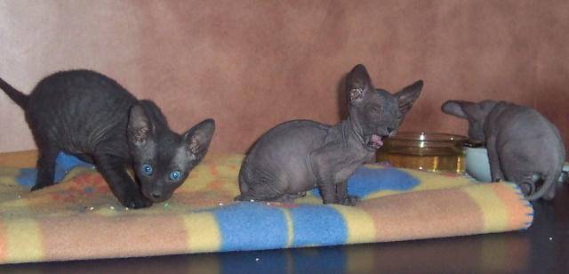 Peterbald - Peterbald