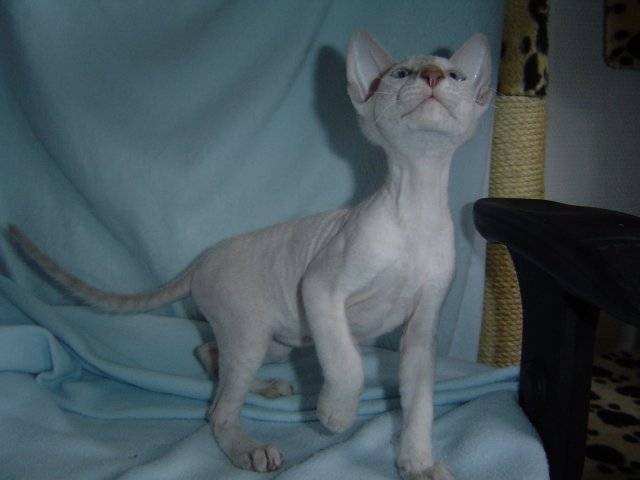 peterbald Eléandre - Peterbald Mâle