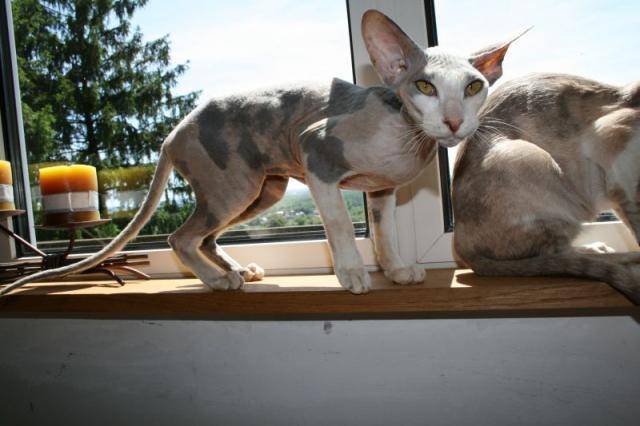 Peterbald - Peterbald