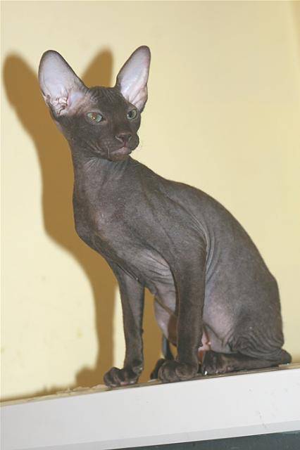 peterbald - Peterbald Mâle