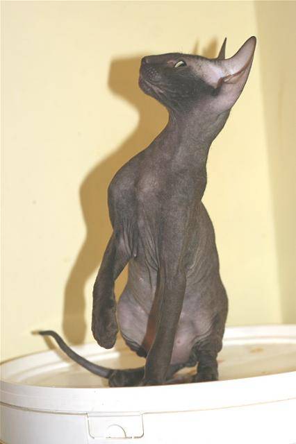 peterbald - Peterbald