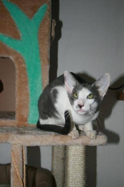 peterbald - Peterbald Mâle