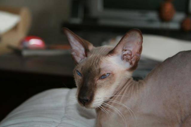 Peterbald - Peterbald