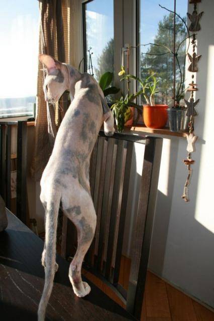 Divine, peterbald - Peterbald