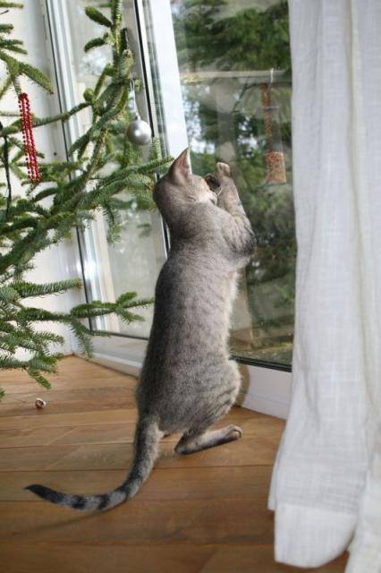 Iris, peterbald - Peterbald