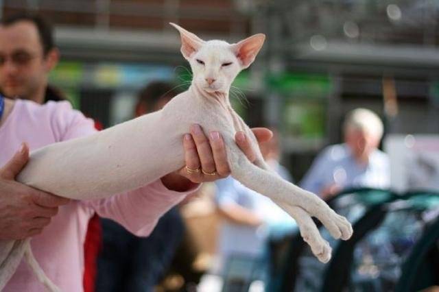 Mon tout beau Lulu, peterbald - Peterbald