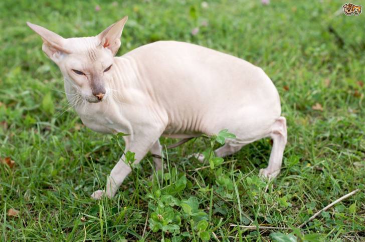 Le Peterbald - Peterbald